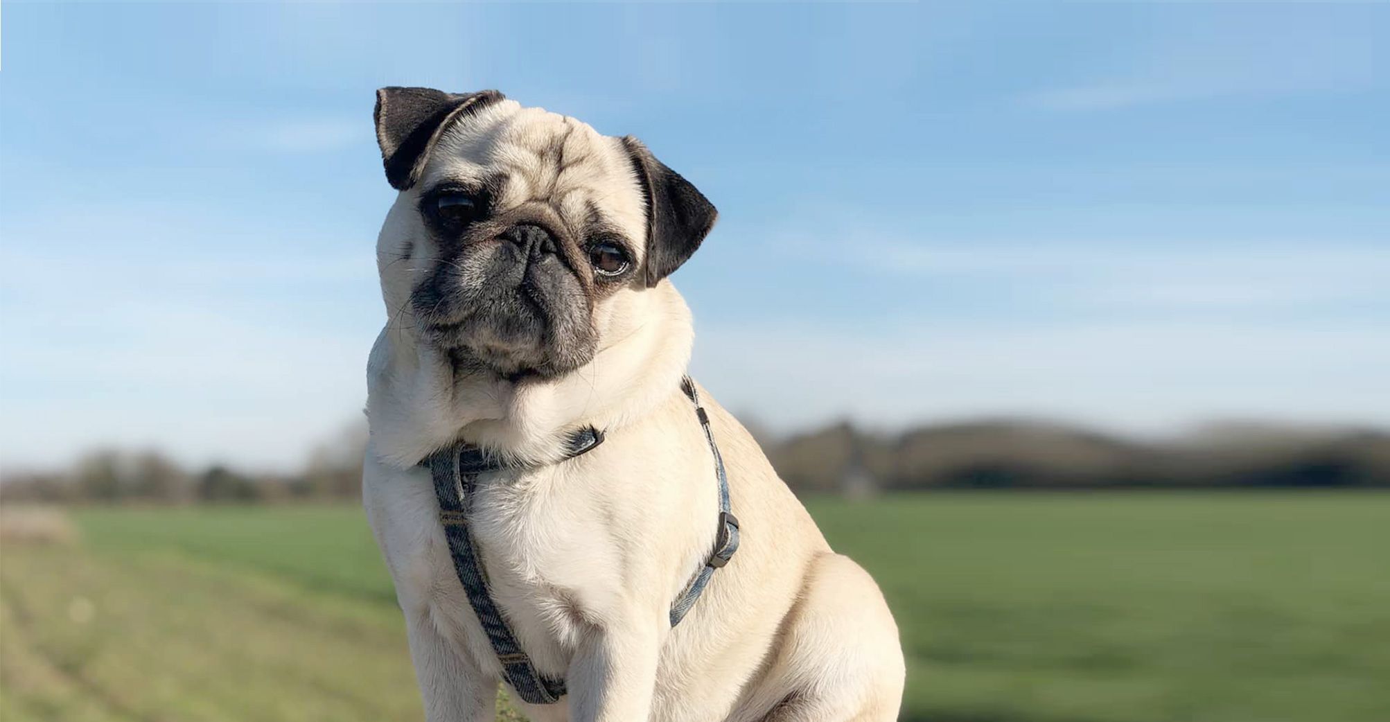 Carlin en extérieur assis devant un champs