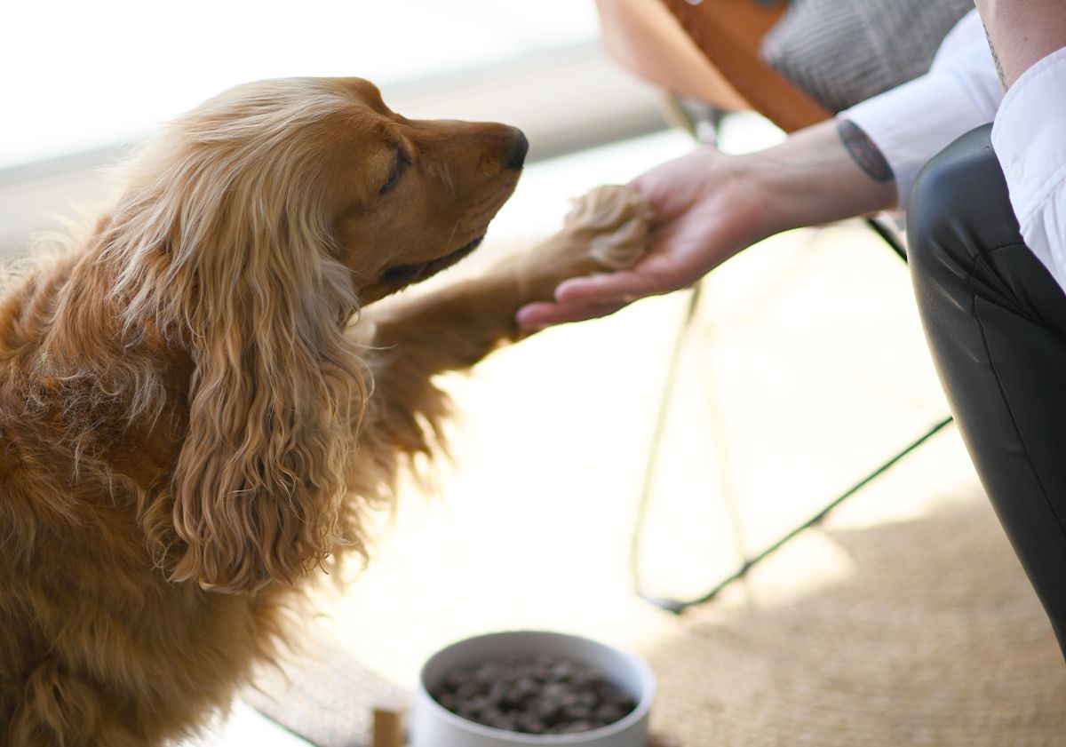 Cocker qui donne la patte à sa maîtresse