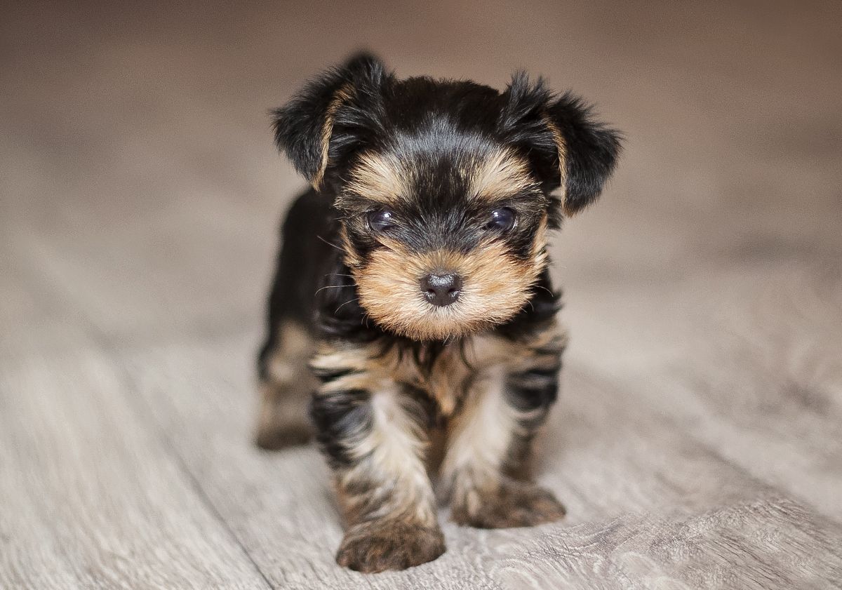 Bébé Yorkshire