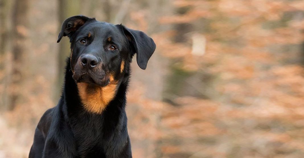 Beauceron en extérieur