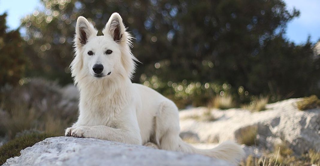 Un chien blanc couché regardant l'objectif de l'appareil photo