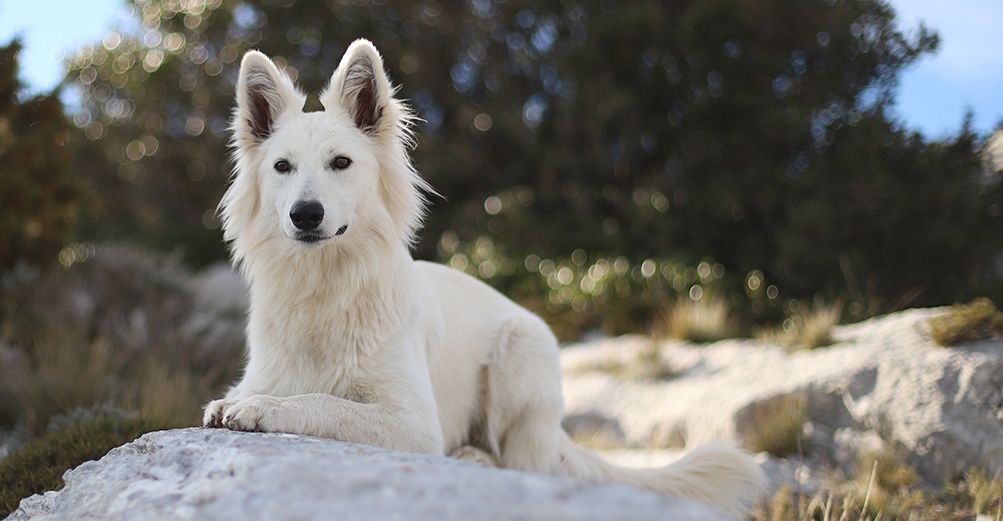 Un chien blanc couché regardant l'objectif de l'appareil photo