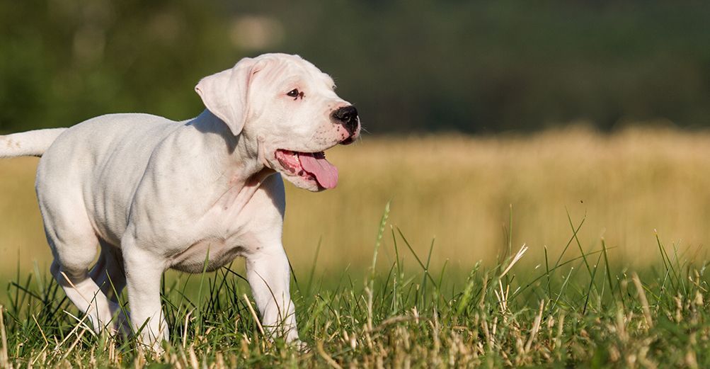 Dogue Argentin en plein air