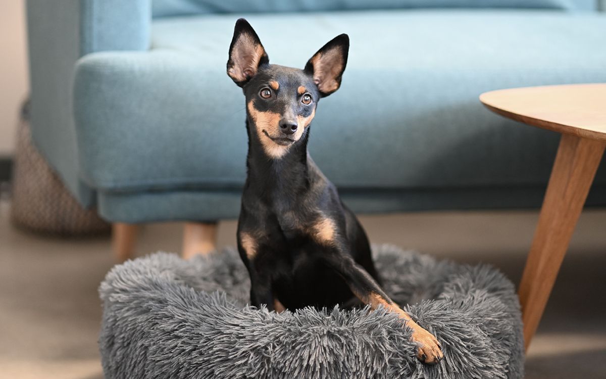 Pinscher Nain sur un coussin 