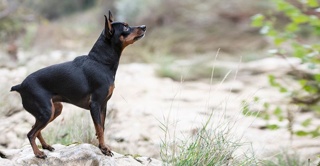 Pinscher Nain en extérieur