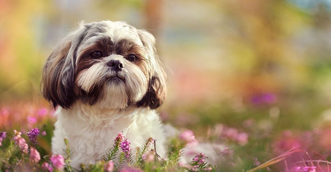 Petit Shih Tzu