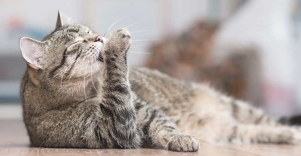 Chat se léchant la pâte en intérieur