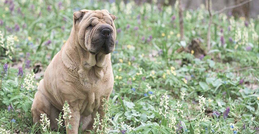 Shar Pei en extérieur