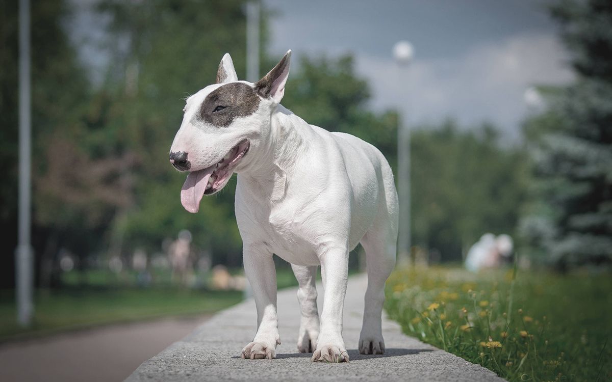 Bull Terrier dans un parc