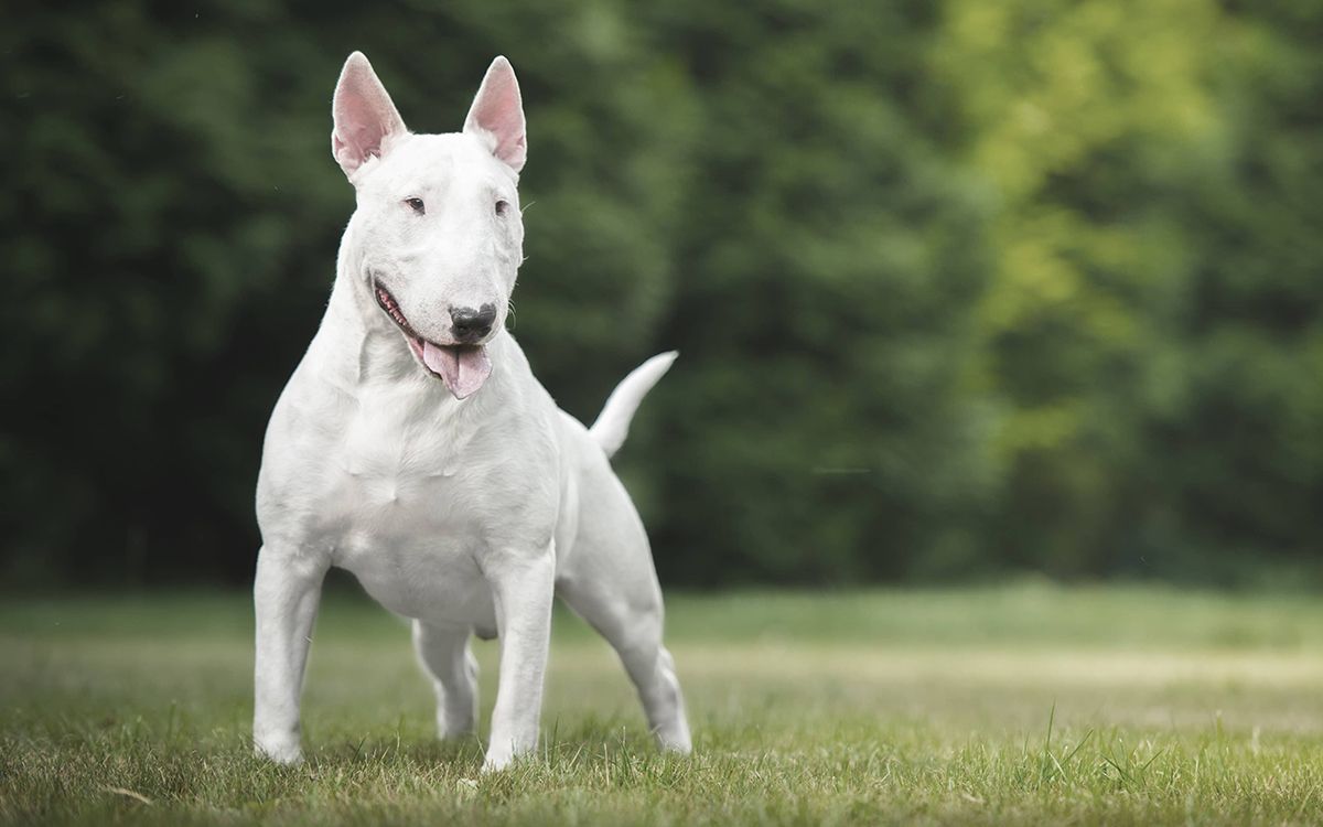 Bull Terrier sur de l'herbe