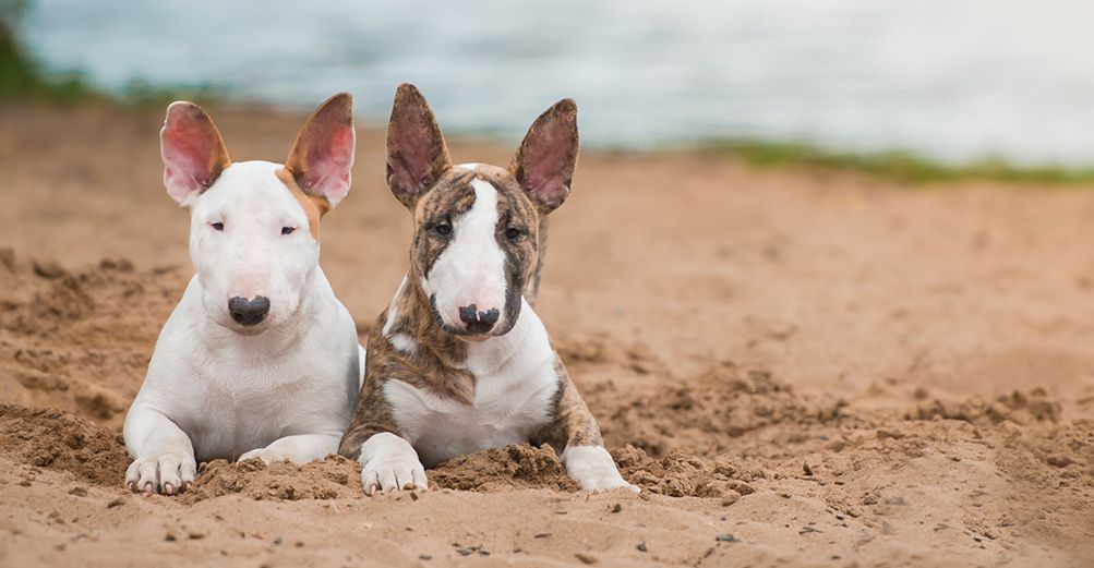 2 bull terriers côte à côte sur une plage