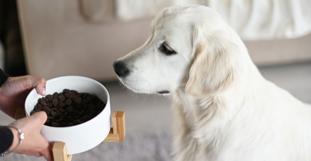 Un chien regardant sa gamelle de croquettes