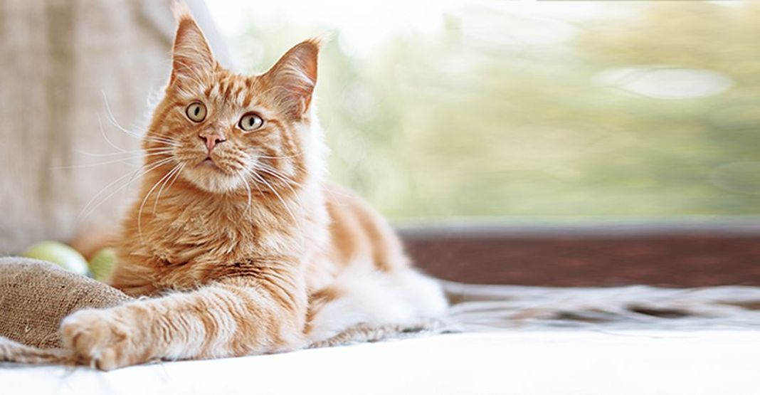 Chat couché dans une maison