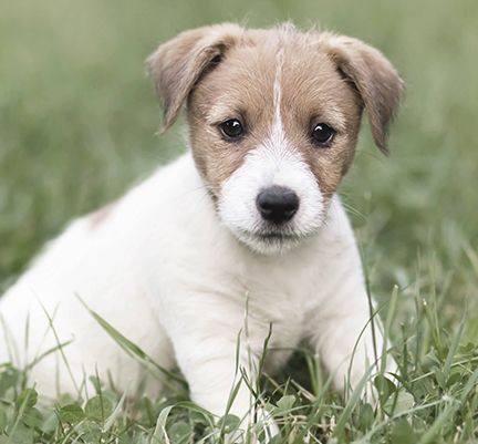 chiot en extérieur