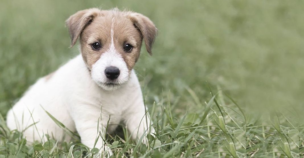 chiot en plein air
