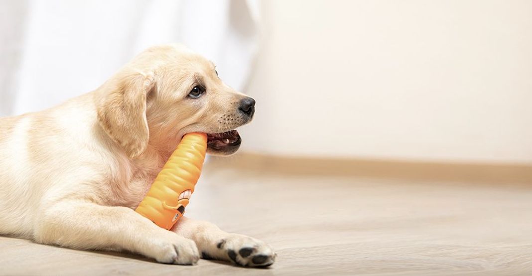 Chien mordillant un jouet