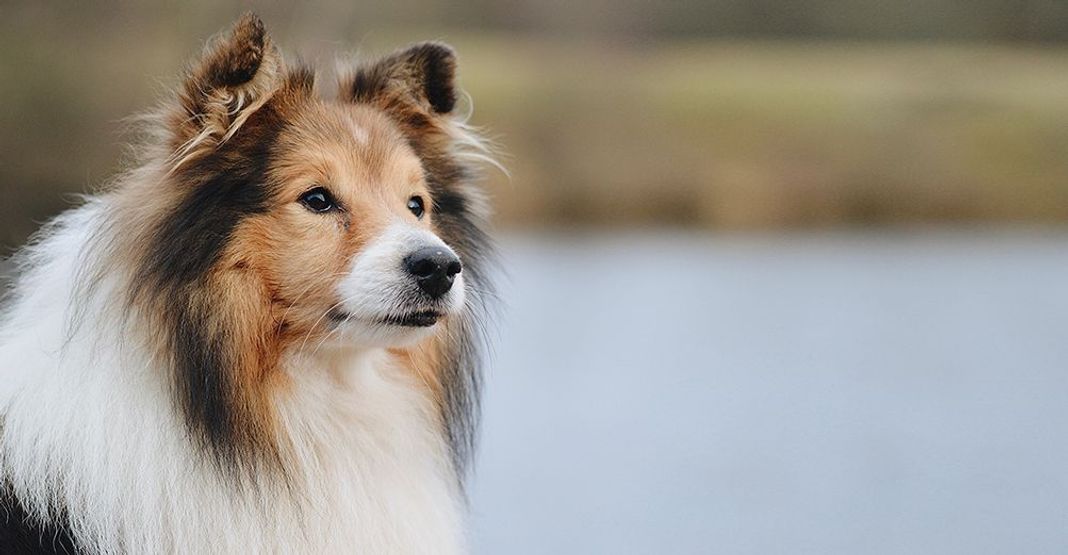 Chien en extérieur