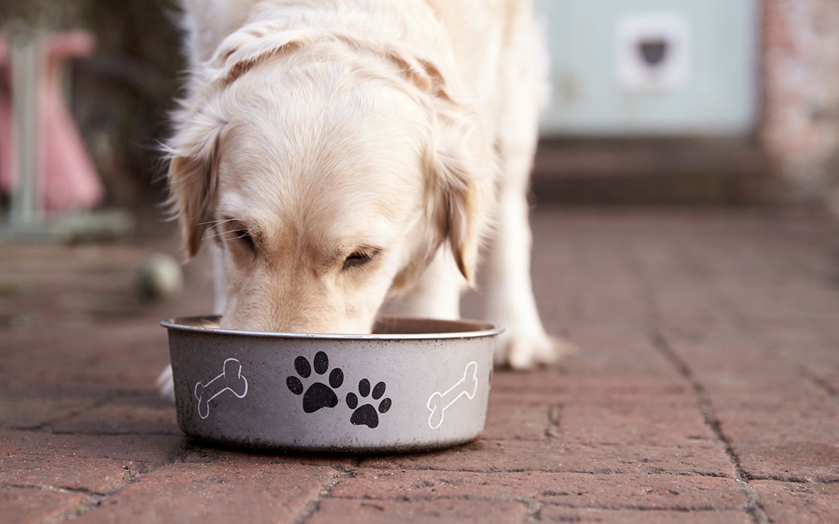 labrador qui mange dans sa gamelle