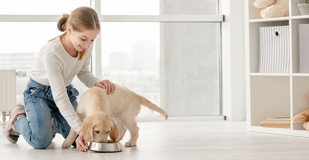 Chien en intérieur mangeant dans sa gamelle avec un enfant à proximité