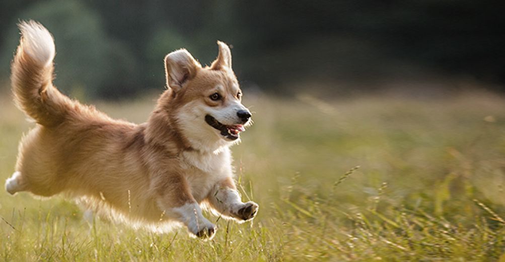Chien jouant en extérieur