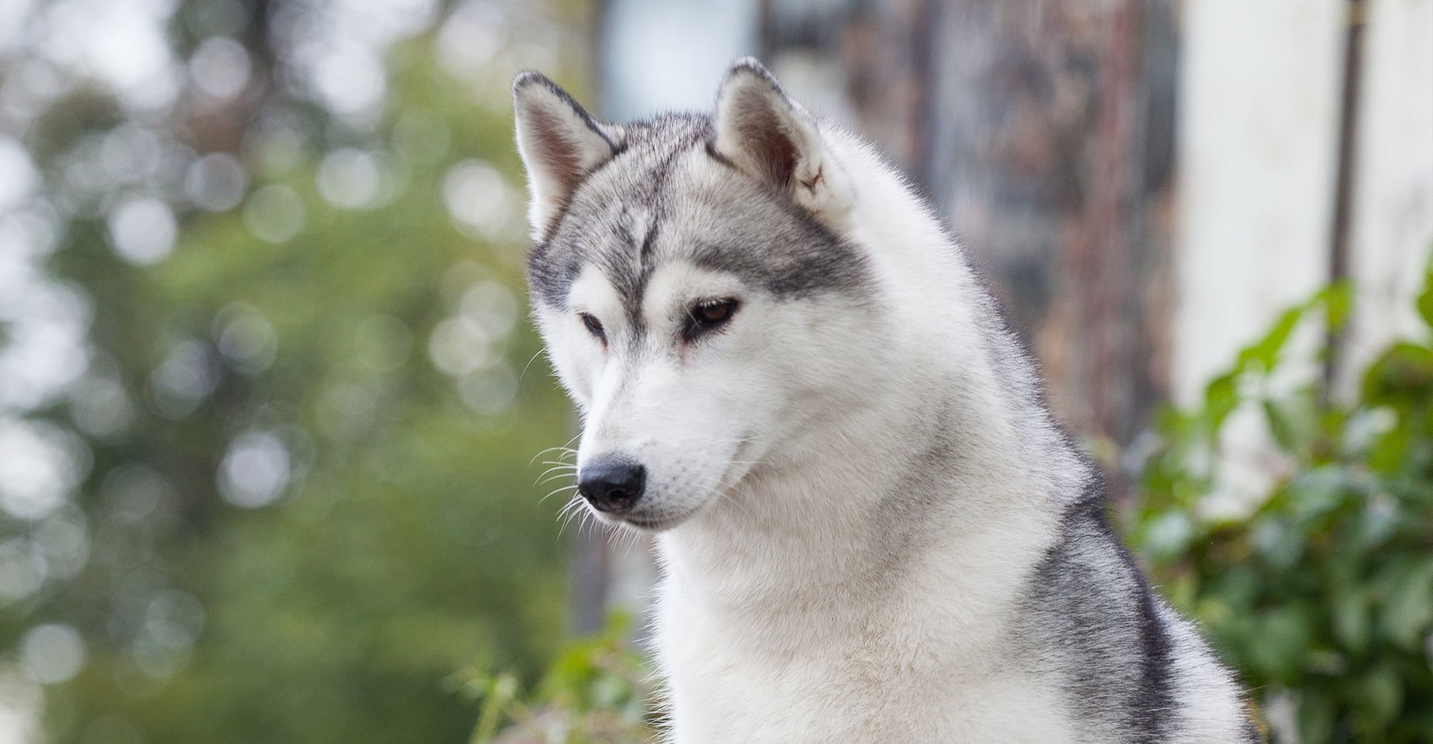 Husky en extérieur regardant le sol
