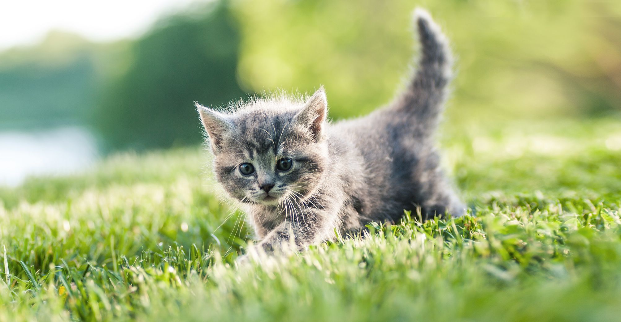 chaton sur de l'herbe