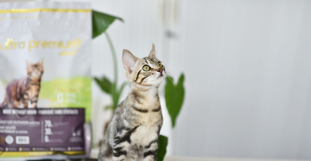 Jeune chat tigré devant un paquet de croquettes Ultra Premium Direct