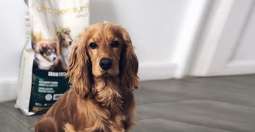 Un chien, positionné devant un paquet de croquettes Ultra Premium Direct, regarde l'objectif de la caméra