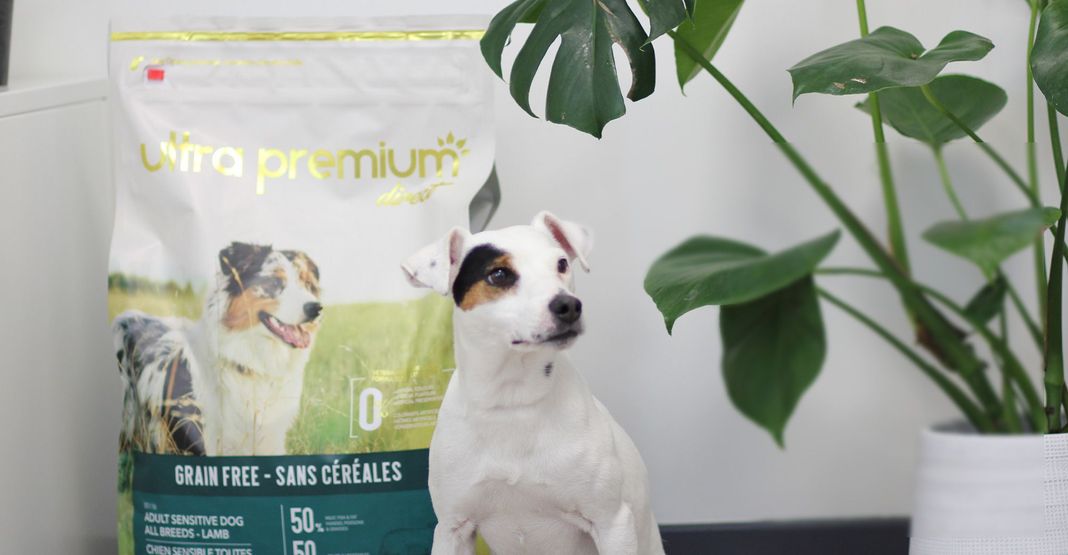 Chien devant un sac de croquettes Ultra Premium Direct