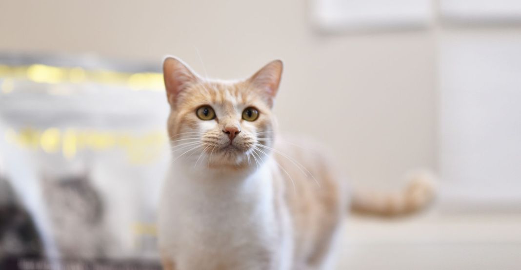 Chat proche d'un sac de croquettes Ultra Premium Direct