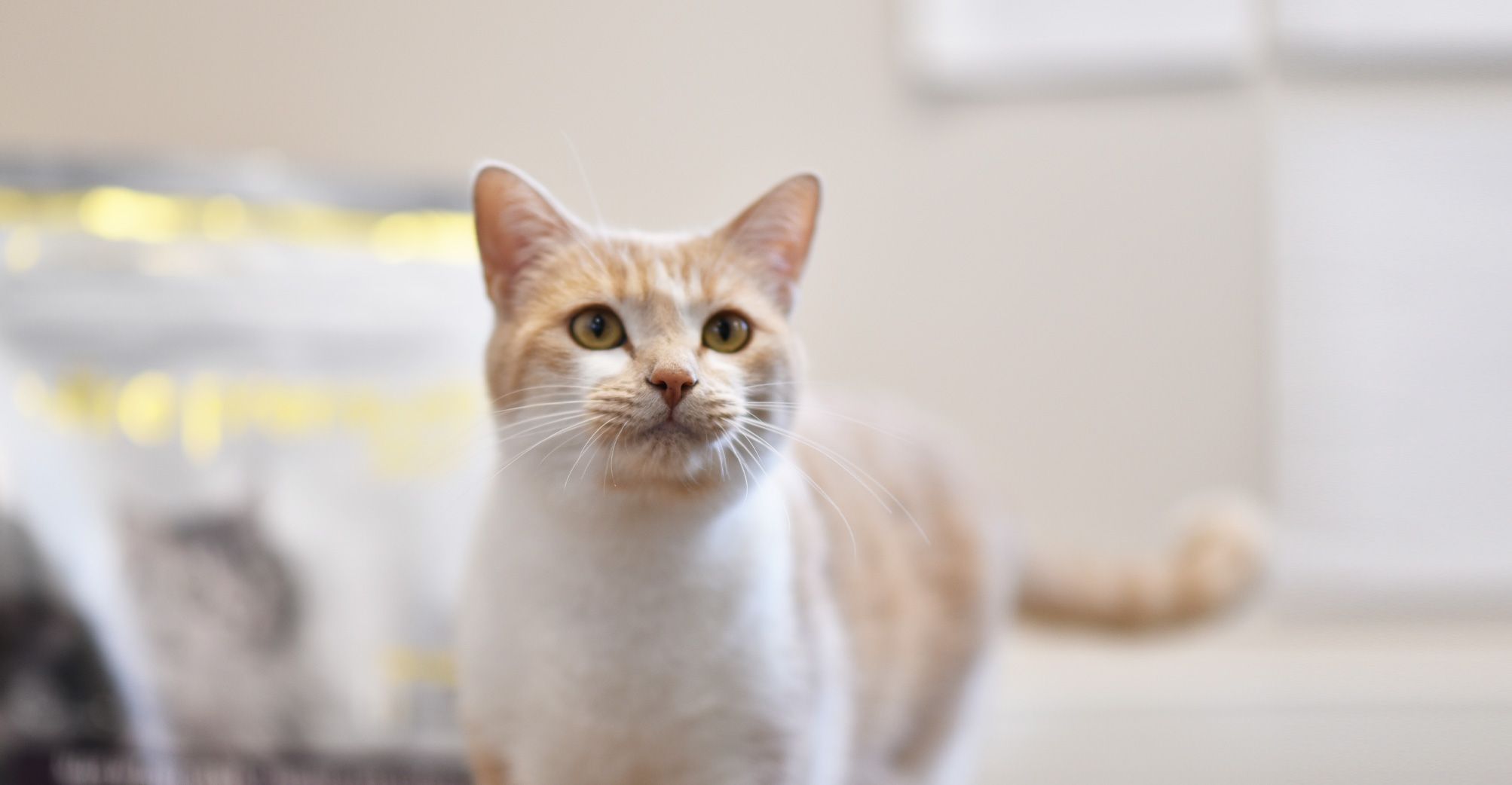 Chat proche d'un sac de croquettes Ultra Premium Direct