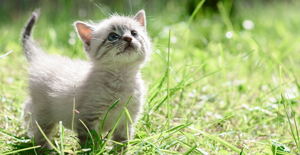 Chaton en extérieur