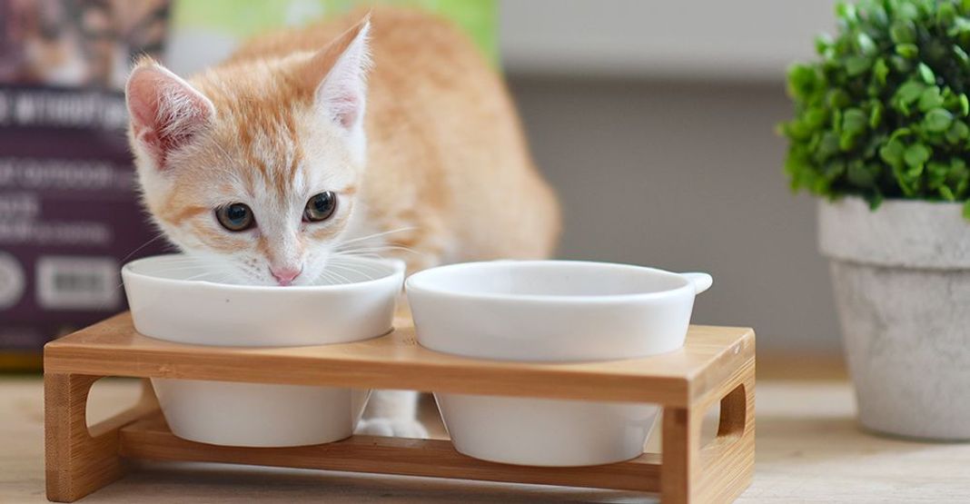 Chaton buvant du lait dans une gamelle