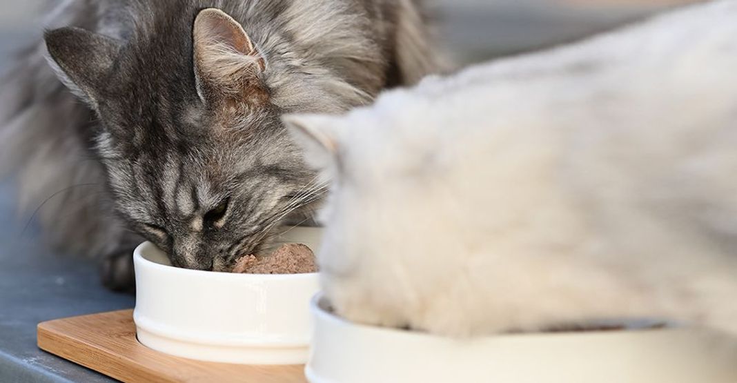 2 chats mangeant leur pâtée