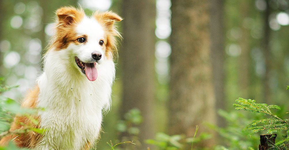 Chien en pleine nature