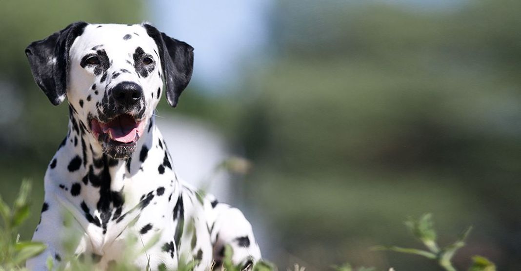 Dalmatien en extérieur