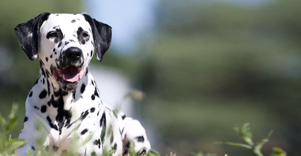 Dalmatien en extérieur