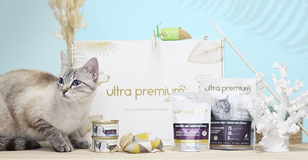 Chat proche de la box d'été Ultra Premium Direct