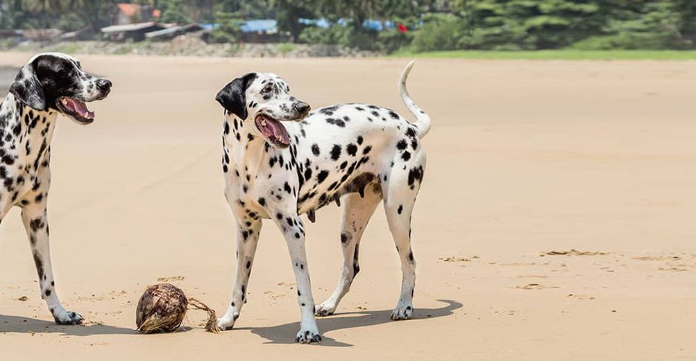 2 Dalmatiens sur une plage, près d'une noix de coco