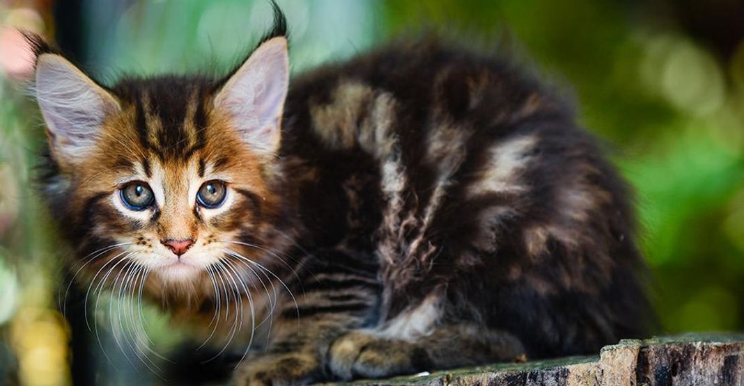 Chaton dans une forêt