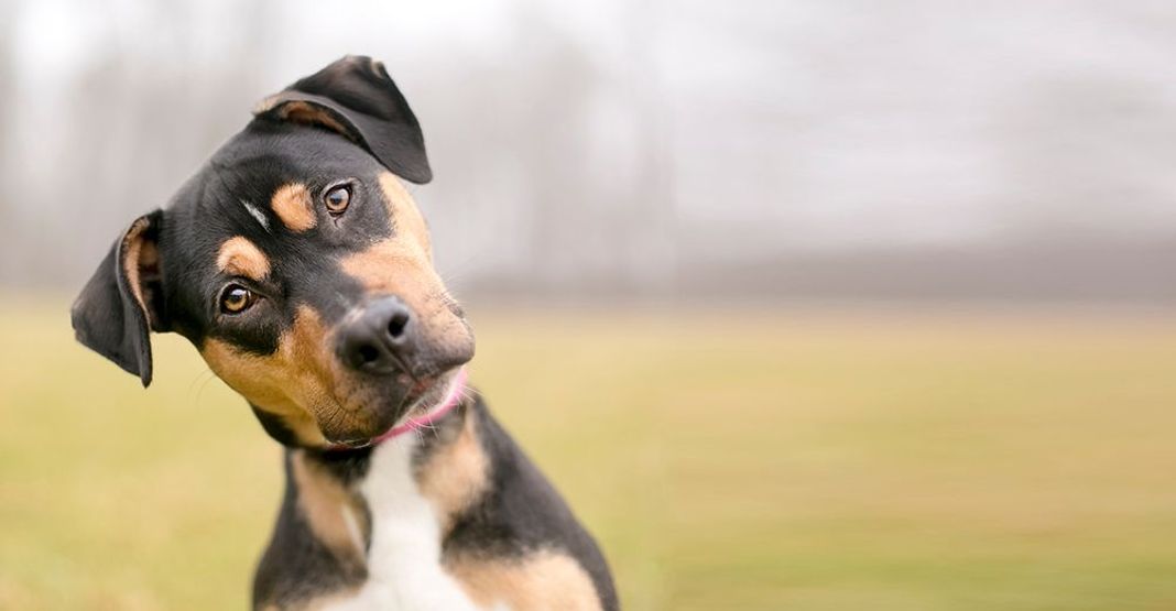 Chien en extérieur