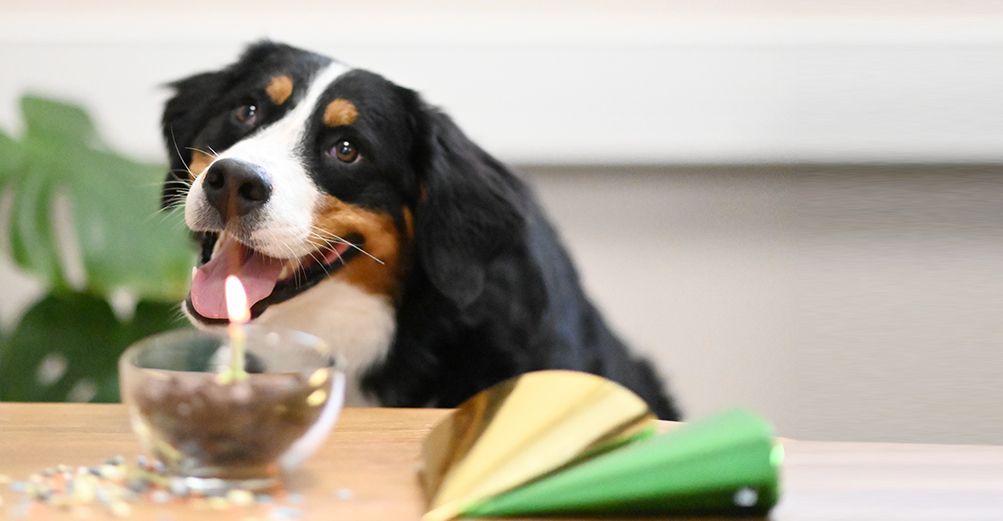 Chien face à son gâteau d'anniversaire