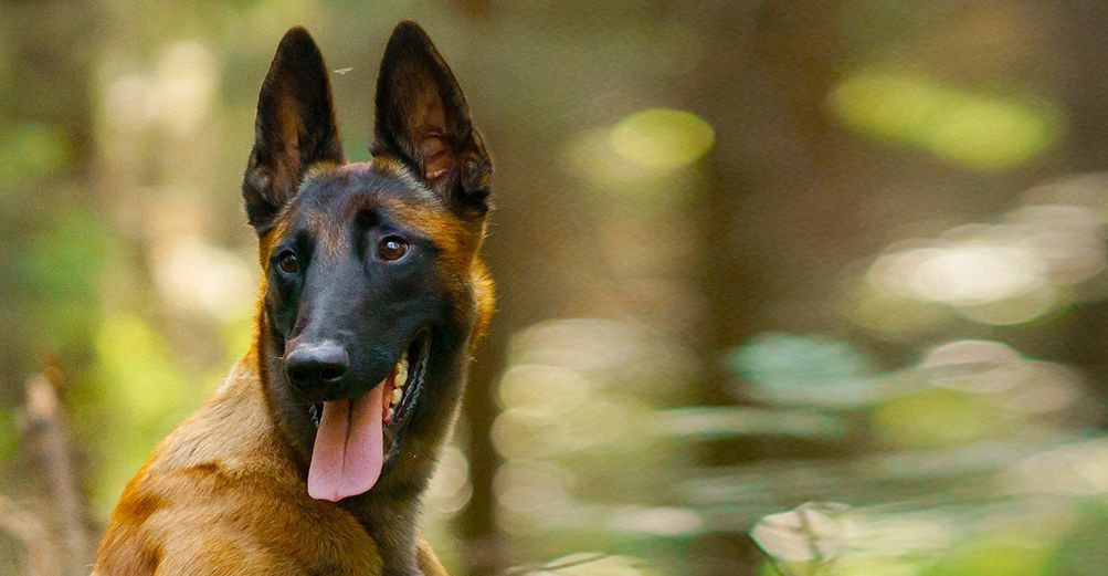 Chien en pleine nature