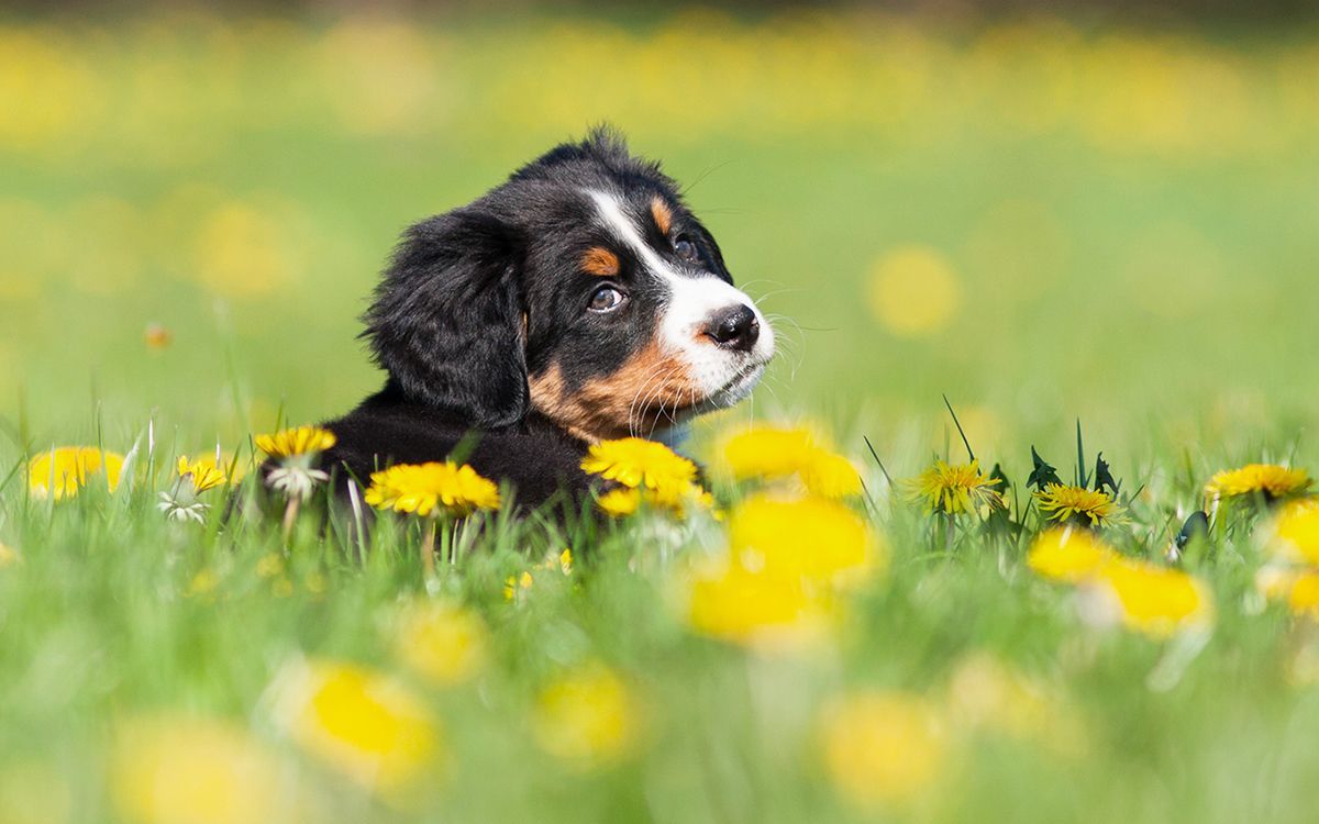 Chien couché dans un champ de fleurs