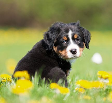 Petit chien dans un champs de fleurs