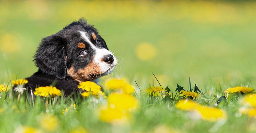 Chien dans un champs de fleurs