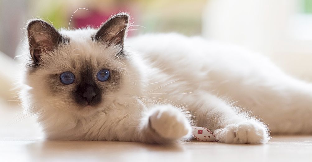 Sacré de Birmanie couché en intérieur
