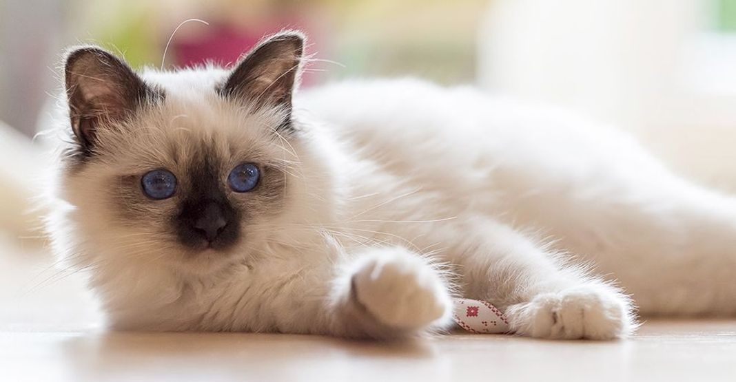 Sacré de Birmanie couché en intérieur