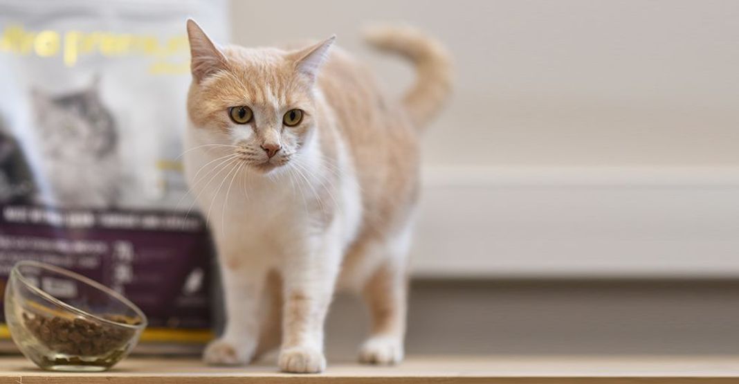 Chat blanc et roux près d'un sac de croquettes Ultra Premium Direct