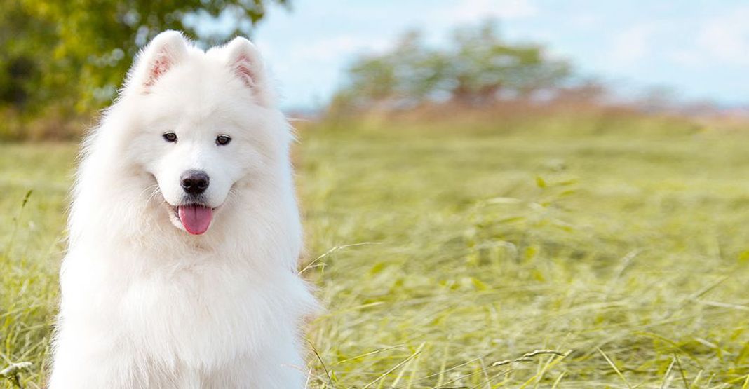 Chien blanc en pleine nature